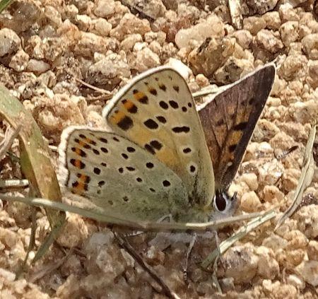 Réf. 230 498 : Lycaena tityrus